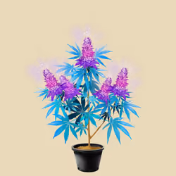 NFTokin #2024