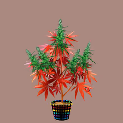 NFTokin #12697