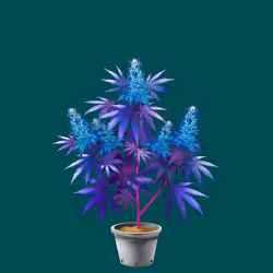 NFTokin #5020
