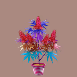 NFTokin #12397