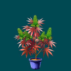 NFTokin #3743