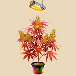 NFTokin #6931