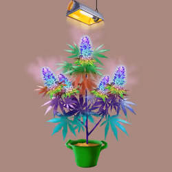 NFTokin #12693