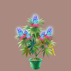 NFTokin #4066