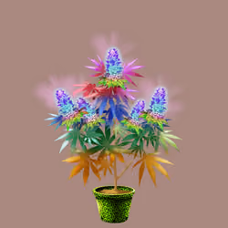NFTokin #7135