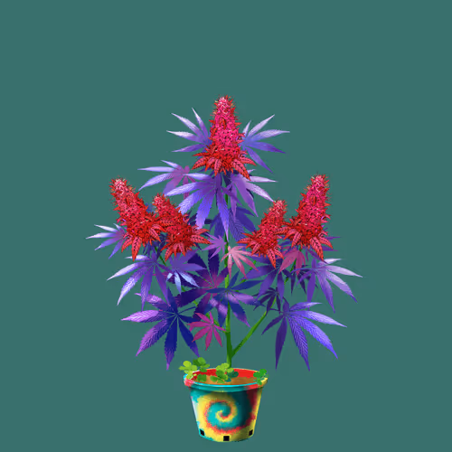 NFTokin #12903