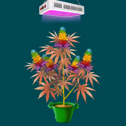 NFTokin #2577