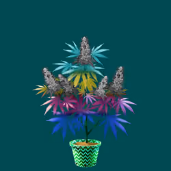NFTokin #6262