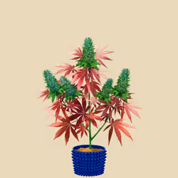 NFTokin #6496
