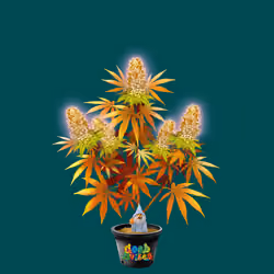NFTokin #8641