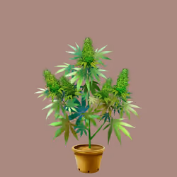 NFTokin #5228