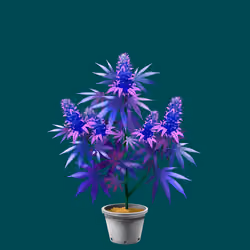 NFTokin #10974