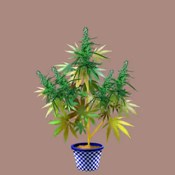 NFTokin #4797