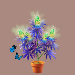 NFTokin #4355