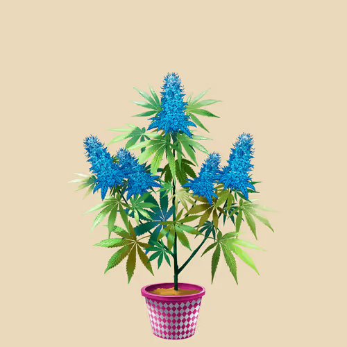 NFTokin #555