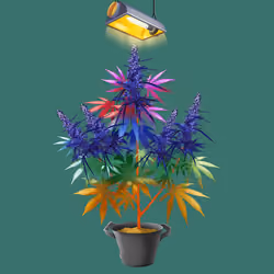 NFTokin #8262