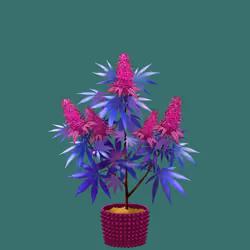 NFTokin #10849