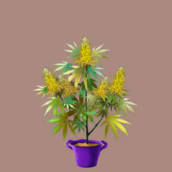 NFTokin #12286