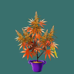 NFTokin #5443