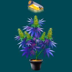 NFTokin #10026