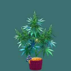 NFTokin #12202