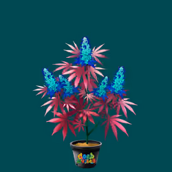 NFTokin #11355