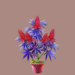 NFTokin #6784