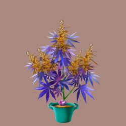NFTokin #11273