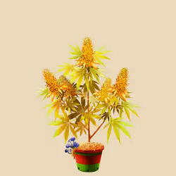 NFTokin #11304