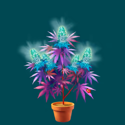 NFTokin #11560