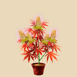 NFTokin #4220