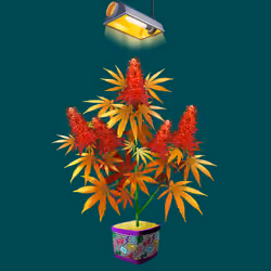 NFTokin #10670