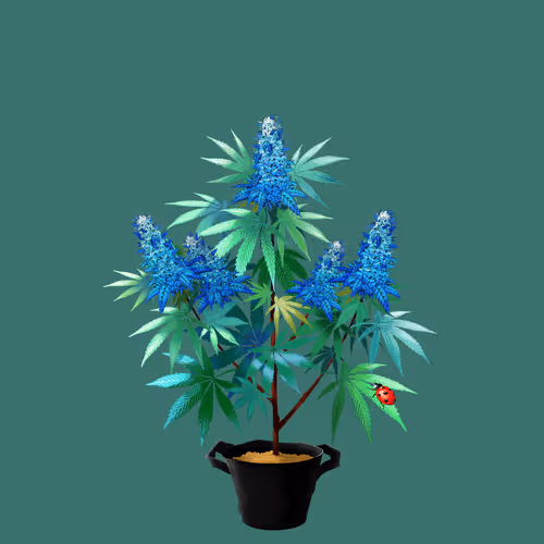 NFTokin #4213