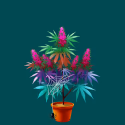 NFTokin #7144