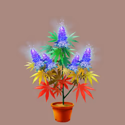 NFTokin #893