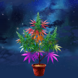 NFTokin #3309