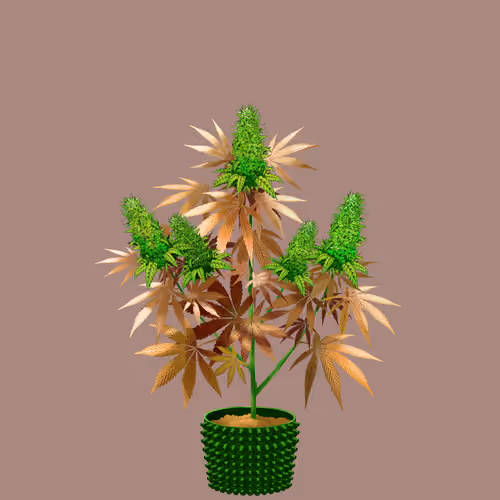 NFTokin #12773
