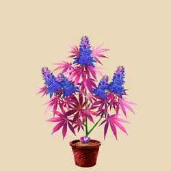 NFTokin #10930