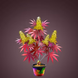 NFTokin #12762