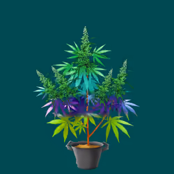NFTokin #11123