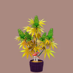 NFTokin #12162