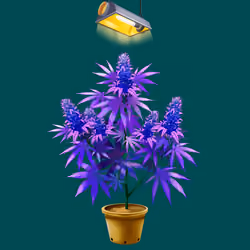 NFTokin #11254