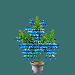 NFTokin #1007
