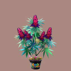 NFTokin #438