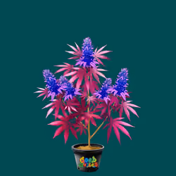 NFTokin #10222