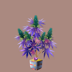 NFTokin #12471