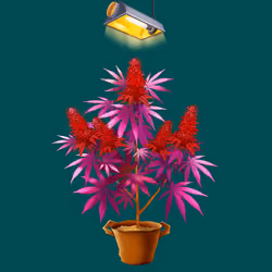NFTokin #5411