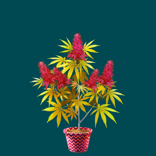 NFTokin #11248