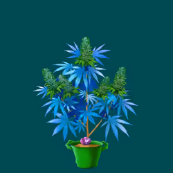 NFTokin #12591