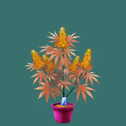 NFTokin #8441